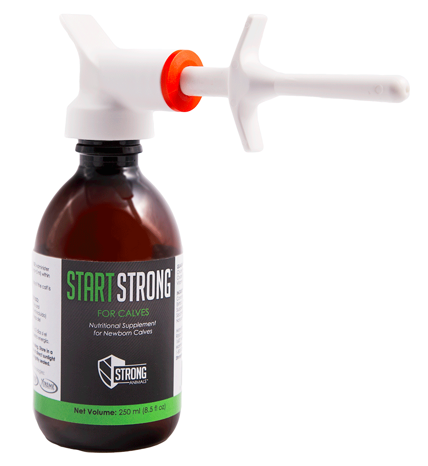 Start Strong® for Newborn Calves Colostrum Booster by Strong Animals - Cox Ranch Supply